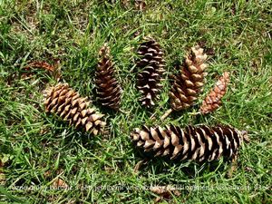 Borovice vejmutovka (Pinus strobus)