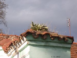 Divizna velkokvětá (Verbascum thapsiforme)