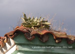 Divizna velkokvětá (Verbascum thapsiforme)