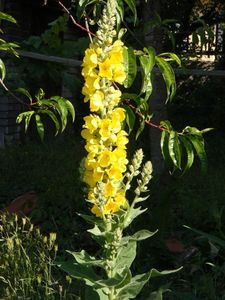 Divizna velkokvětá (Verbascum thapsiforme)