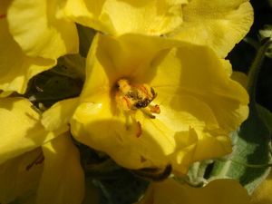 Divizna velkokvětá (Verbascum thapsiforme)