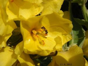 Divizna velkokvětá (Verbascum thapsiforme)