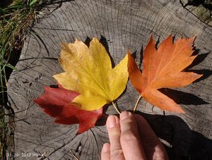 Jeřáb břek (Sorbus torminalis)