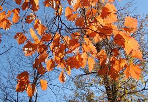 Jeřáb břek (Sorbus torminalis)