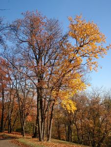 Jeřáb břek (Sorbus torminalis)