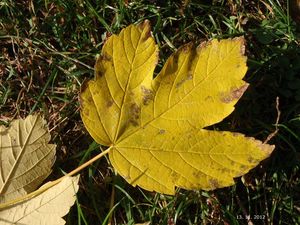 Javor horský, klen (Acer pseudoplatanus)