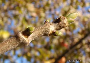 Javor horský, klen (Acer pseudoplatanus)