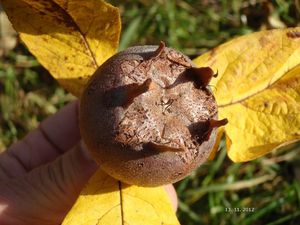 Mišpule obecná (Mespilus germanica)