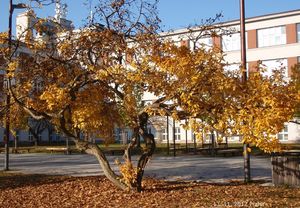 Mišpule obecná (Mespilus germanica)