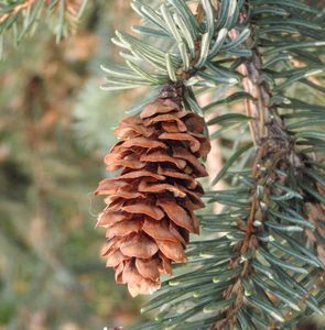 Smrk sivý (Picea glauca)