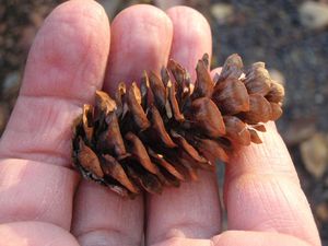 Smrk sivý (Picea glauca)