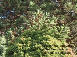 Smrk sivý (Picea glauca)