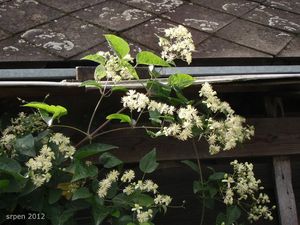 Plamének plotní (Clematis vitalba)