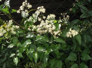 Plamének plotní (Clematis vitalba)