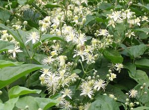 Plamének plotní (Clematis vitalba)