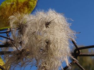 Plamének plotní (Clematis vitalba)