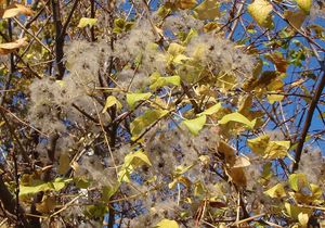 Plamének plotní (Clematis vitalba)