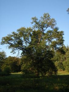 Dub bahenní a příbuzné druhy (Quercus palustris, Q. coccinea, Q.sp.)