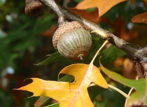 Dub bahenní a příbuzné druhy (Quercus palustris, Q. coccinea, Q.sp.)