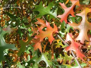 Dub bahenní a příbuzné druhy (Quercus palustris, Q. coccinea, Q.sp.)