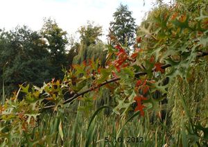 Dub bahenní a příbuzné druhy (Quercus palustris, Q. coccinea, Q.sp.)