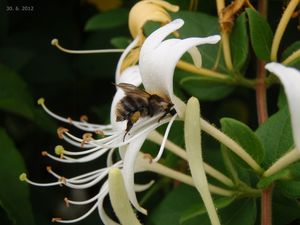 Zimolez japonský (Lonicera japonica)