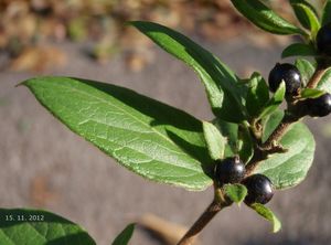 Zimolez japonský (Lonicera japonica)