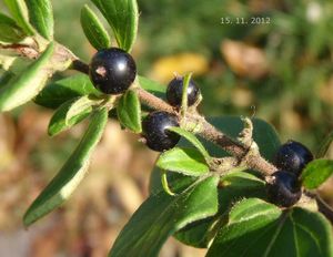 Zimolez japonský (Lonicera japonica)