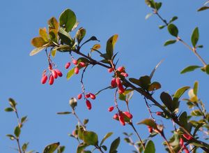 Dřišťál obecný (Berberis vulgaris)