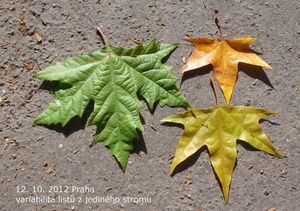 Platan (Platanus sp.)