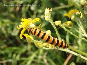 Starček přímětník (Senecio jacobaea)