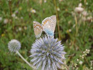 Bělotrn kulatohlavý (Echinops Sphaerocephalus)