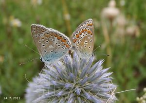 Bělotrn kulatohlavý (Echinops Sphaerocephalus)