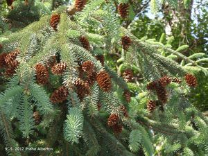 Smrk sivý (Picea glauca)