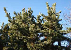 Borovice osinatá (Pinus aristata)