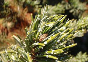 Borovice osinatá (Pinus aristata)