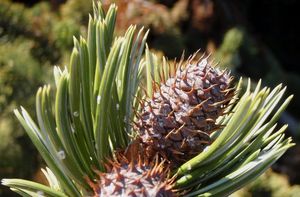 Borovice osinatá (Pinus aristata)