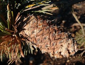 Borovice osinatá (Pinus aristata)