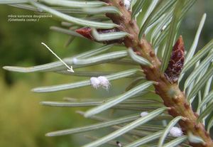 Douglaska tisolistá (Pseudotsuga menziesii)