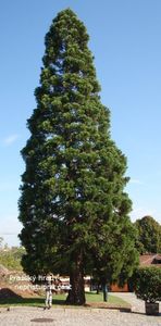 Sekvojovec obrovský (Sequoiadendron giganteum (Lindl.) J. Buchholz)