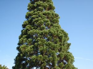 Sekvojovec obrovský (Sequoiadendron giganteum (Lindl.) J. Buchholz)