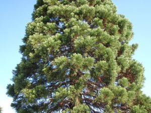 Sekvojovec obrovský (Sequoiadendron giganteum (Lindl.) J. Buchholz)