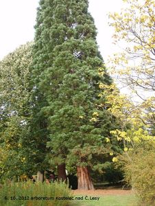 Sekvojovec obrovský (Sequoiadendron giganteum (Lindl.) J. Buchholz)