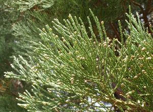 Sekvojovec obrovský (Sequoiadendron giganteum (Lindl.) J. Buchholz)