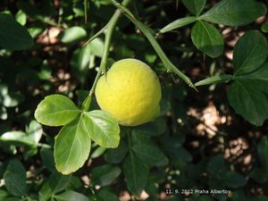 Citronečník trojlistý (Poncirus trifoliata)