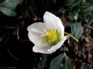 Čemeřice černá (Helleborus niger)