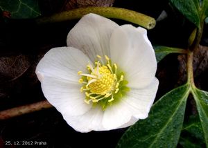 Čemeřice černá (Helleborus niger)