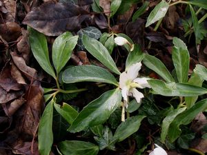 Čemeřice černá (Helleborus niger)