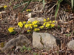 Talovín zimní (Eranthis hyemalis (L.) Salisb.)