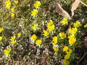 Talovín zimní (Eranthis hyemalis (L.) Salisb.)